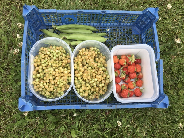 Allotment/Veg Patch Thread 16  Weather weirdness prevails !