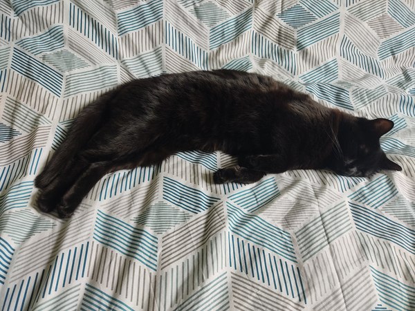Let's see your sleeping cat pictures