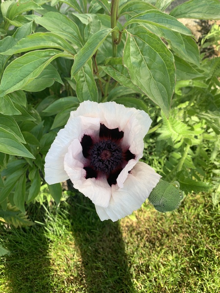 Show us your peonies!
