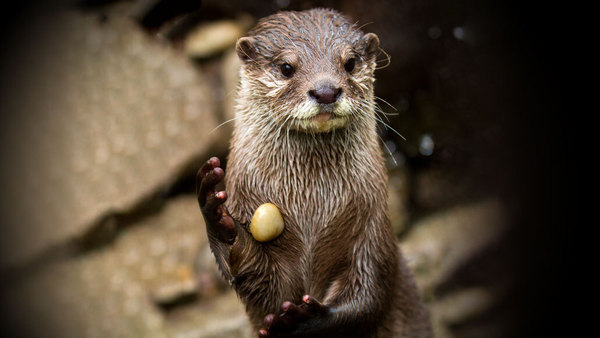Animals that are...creepy...