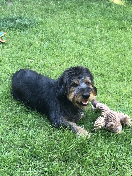 Please show me your dogs...old and young!