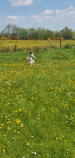 Wild flowers