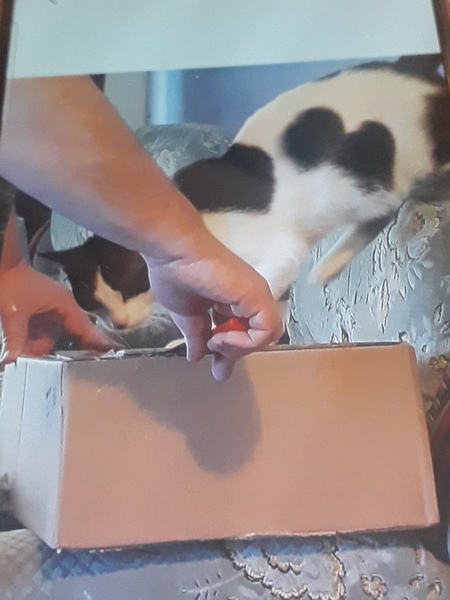 Chez Ollie - All welcome especially Not My Cats. General Cat chat thread