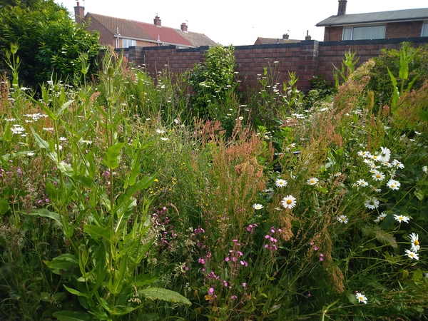 Wild flowers