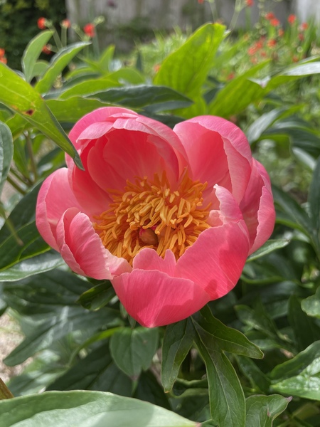Show us your peonies!