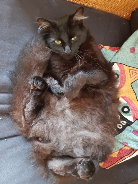 Chez Ollie - All welcome especially Not My Cats. General Cat chat thread