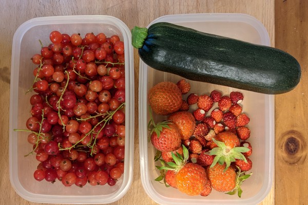 Allotment/Veg Patch Thread 16  Weather weirdness prevails !