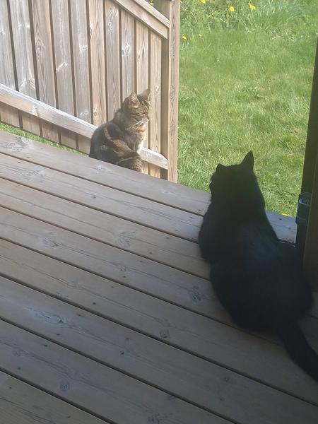 Westminstenders: Put Your Faith In The Home Office