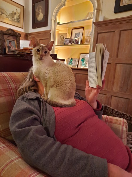 Frail cat is missing, presumed dead
