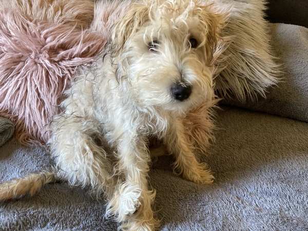 Name your crossbreed - I have a Whaffy.