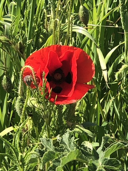 Nature appreciation thread