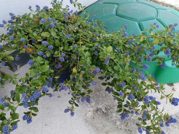 What to plant here? Clematis not thriving (photo)