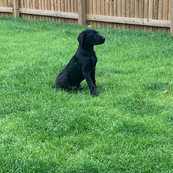 Show me your puppies