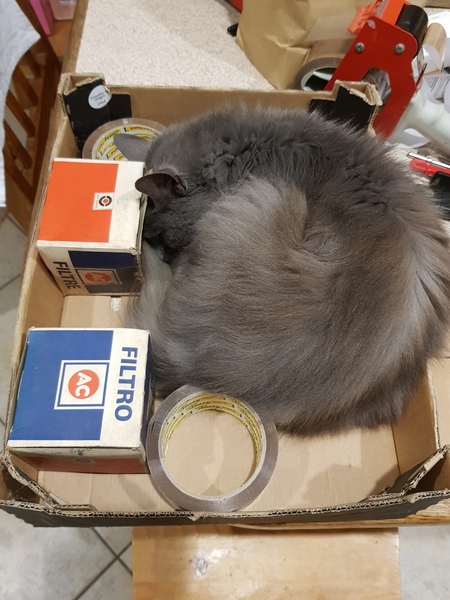 Chez Ollie - All welcome especially Not My Cats. General Cat chat thread
