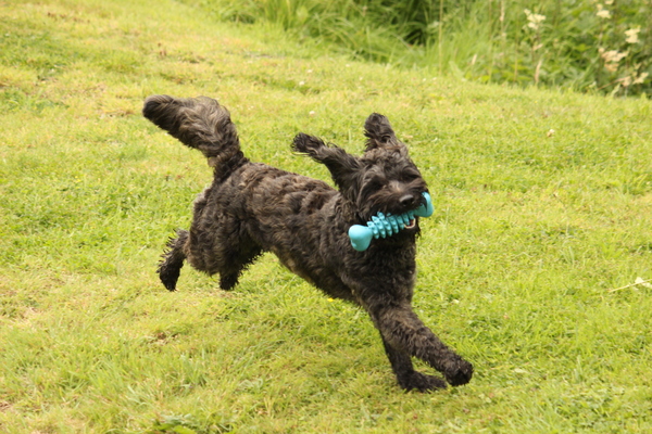 Name your crossbreed - I have a Whaffy.