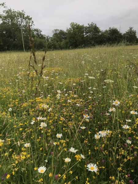 Wild flowers