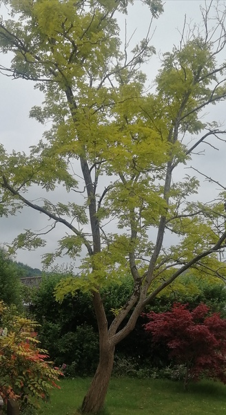 What is this beautiful tree?