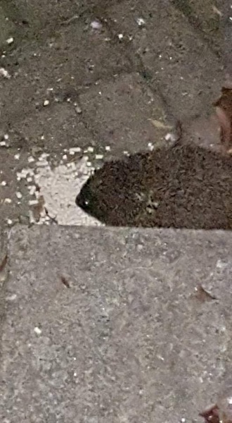 To see how quickly we can fill up this thread?