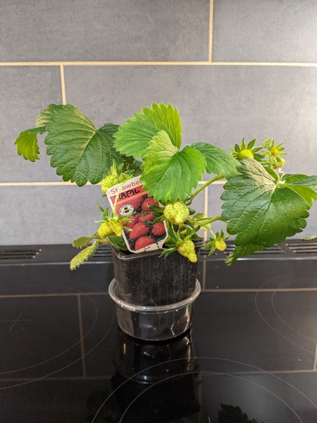 Help me care for this strawberry plant please (pic in comments)