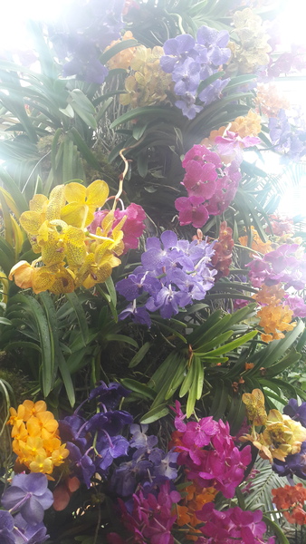 Does anyone grow orchids?
