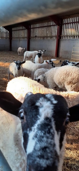 How do farmers reconcile themselves to the volumes of animals they send to slaughter over the course of their lifetimes?