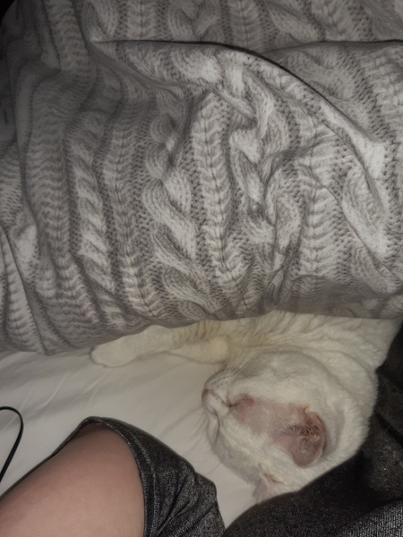 Let's see your sleeping cat pictures