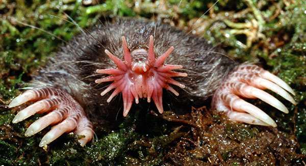 Animals that are...creepy...