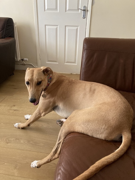 Does your dog sit like this?