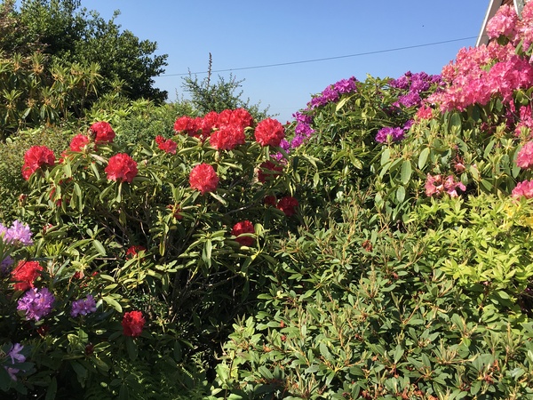 Rhododendron or hydrangea?