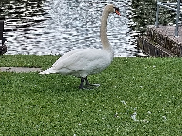 ADs shelter in The Sleeping Swans and have a group hug