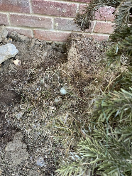 Duck Tales! (Still not what I expected to wake up to this morning)