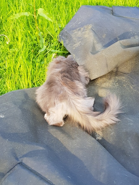 Thug cat part 3.  Unbidden guests are often welcomest when they are gone.