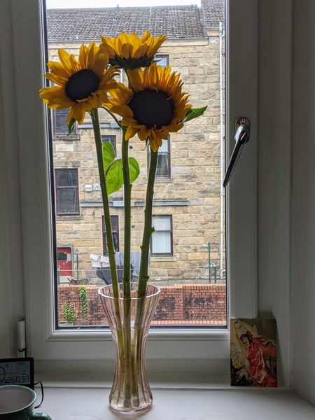 Sunflower care - they're huge! (pic attached)