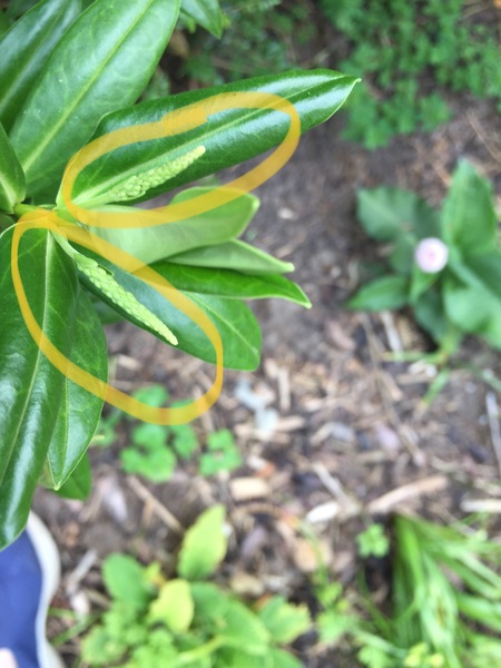 Plant I.D