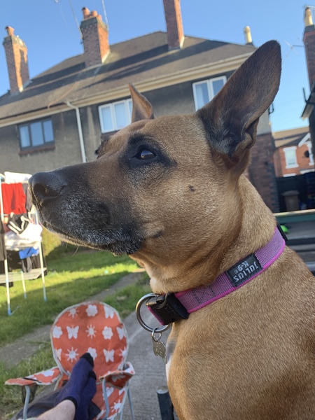 Name your crossbreed - I have a Whaffy.