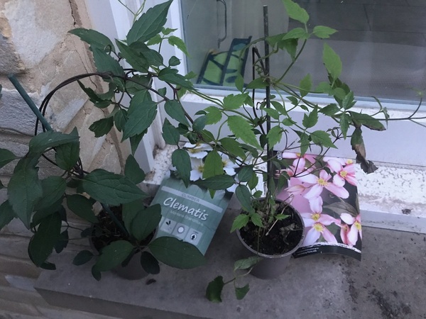 Help! I’ve mixed up my clematises