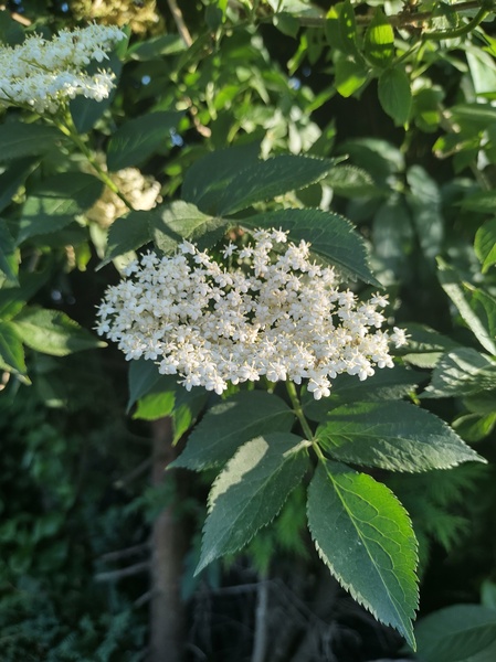 Plant ID please! Worried it's hogweed 😱