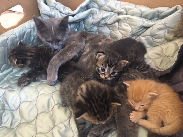 Stinky cat with Kittens