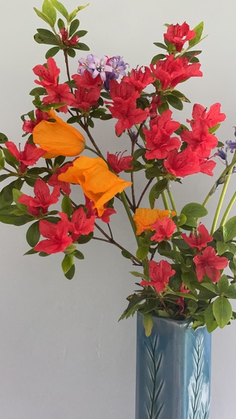 Can anyone ID this shrub?