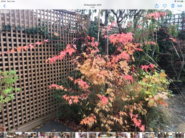 coral bark maple