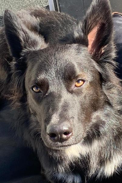 Name your crossbreed - I have a Whaffy.