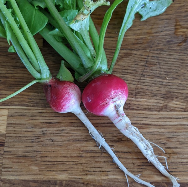 Allotment/Veg Patch Thread 16  Weather weirdness prevails !