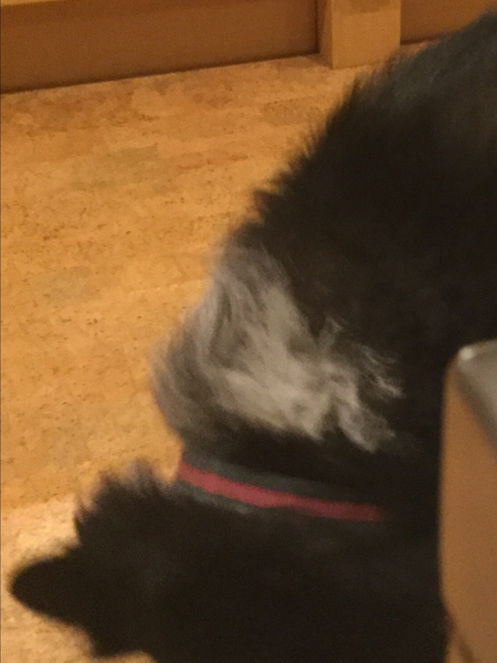 Cork floor in kitchen - yay or nay?