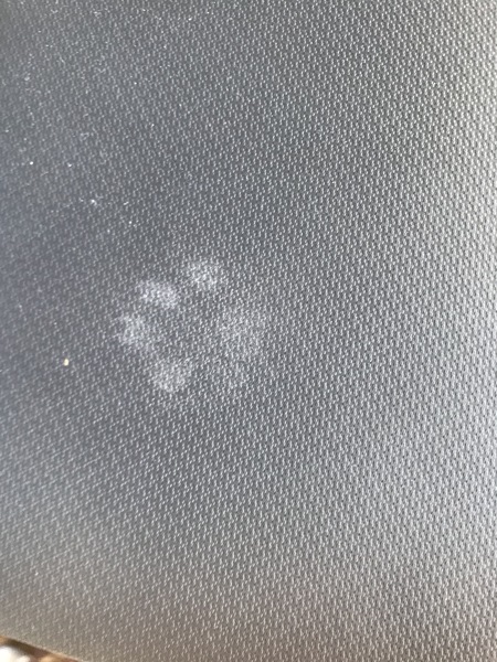 Do you have rooms in your house that your cats are not allowed in?