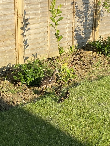 Duck Tales! (Still not what I expected to wake up to this morning)