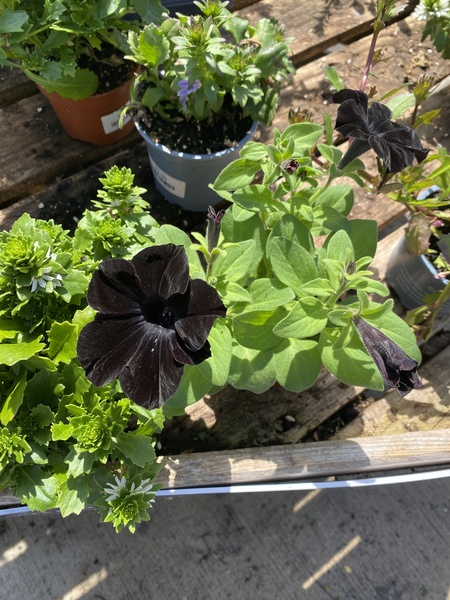 Come and tell me your dull and unexciting news 15: Calmly through the day