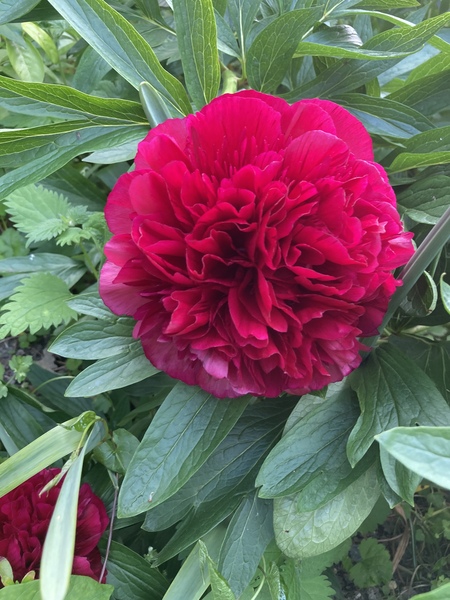 Show us your peonies!