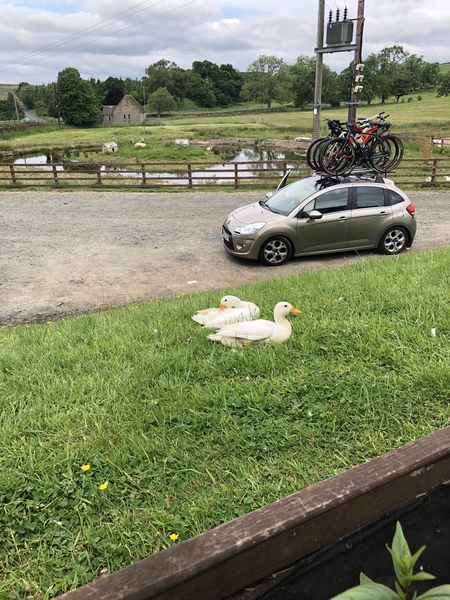 Duck Tales! (Still not what I expected to wake up to this morning)