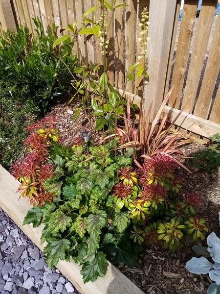 Planted mix of ericaceous and non ericaceous plants - help? New build!