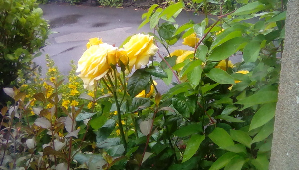 Come and tell me your dull and unexciting news 15: Calmly through the day